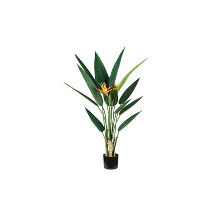 PIANTA ORNAMENTALE STERLIZIA 12 FOGLIE E 2 FIORI - P2150598